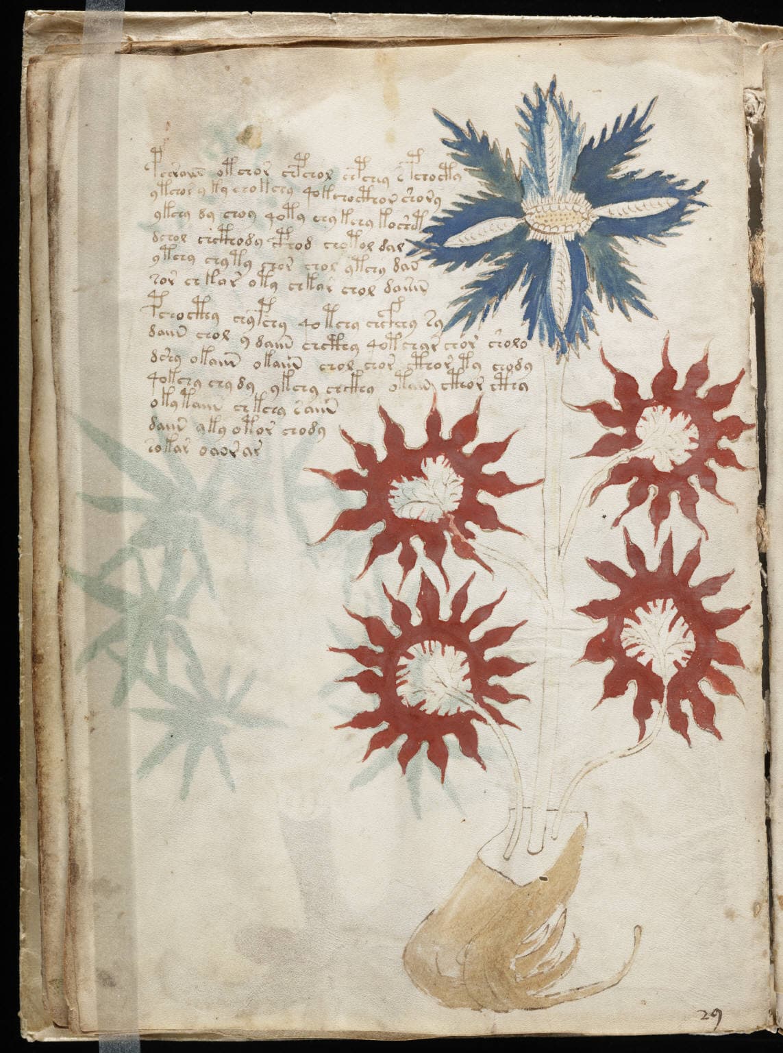 Karta Manuskryptu Wojnicza, Beinecke MS 408, początek XV wieku — pergaminowa strona z rysunkiem rośliny o niebieskim kwiecie i czterech czerwonych kwiatostanach oraz z kilkunastoma linijkami pisma w nieznanym alfabecie