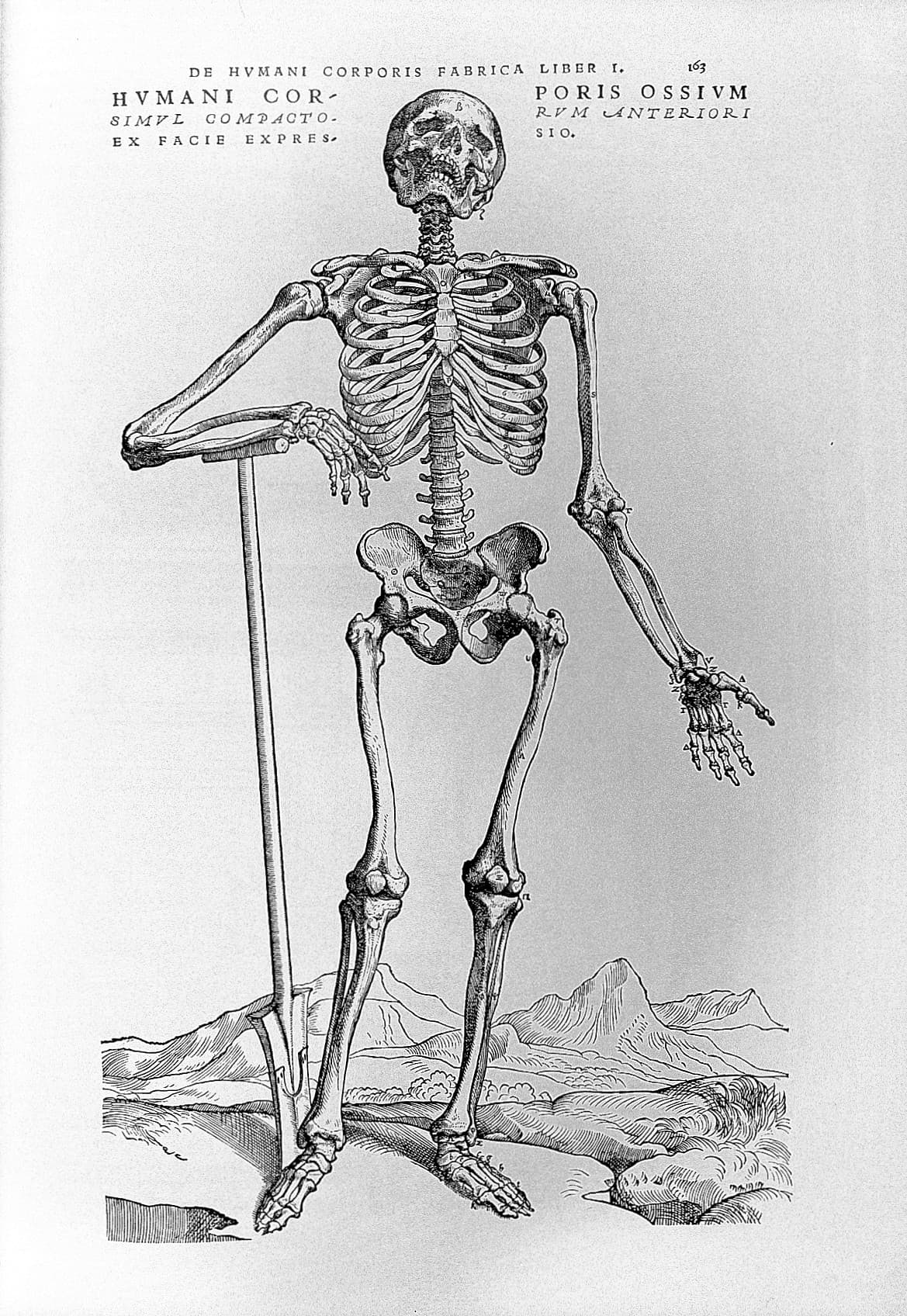 Rycina z dzieła Andreasa Vesaliusa De humani corporis fabrica, 1543 — czarno-biały drzeworyt, na którym ludzki szkielet stoi zwrócony przodem do patrzącego, z jedną ręką opuszczoną swobodnie i rozwartymi palcami. Poszczególne kości oznaczono drobnymi literami, w tle rysują się skaliste wzgórza i strumień, a górą biegną łacińskie napisy wersalikami, rozdzielone na dwie kolumny.