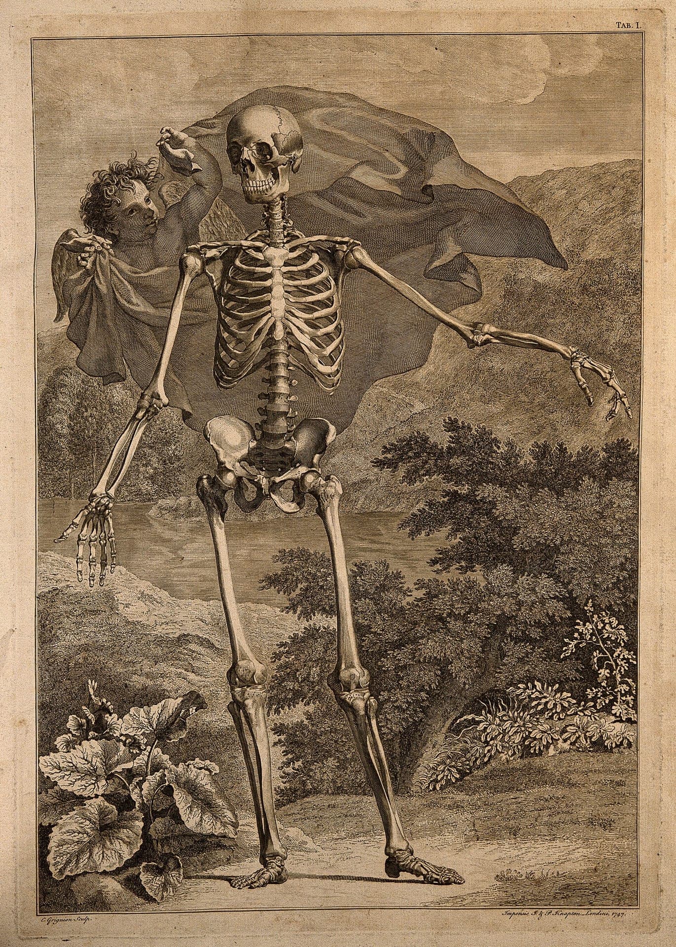 Tablica anatomiczna z atlasu Albinusa i Wandelaara, 1747, miedzioryt - stojący ludzki szkielet z jedną ręką wyciągniętą w bok, ukazany w całości jako naga konstrukcja kości odsłonięta spod ciała; widoczny cały stelaż postaci, sama struktura bez powierzchni