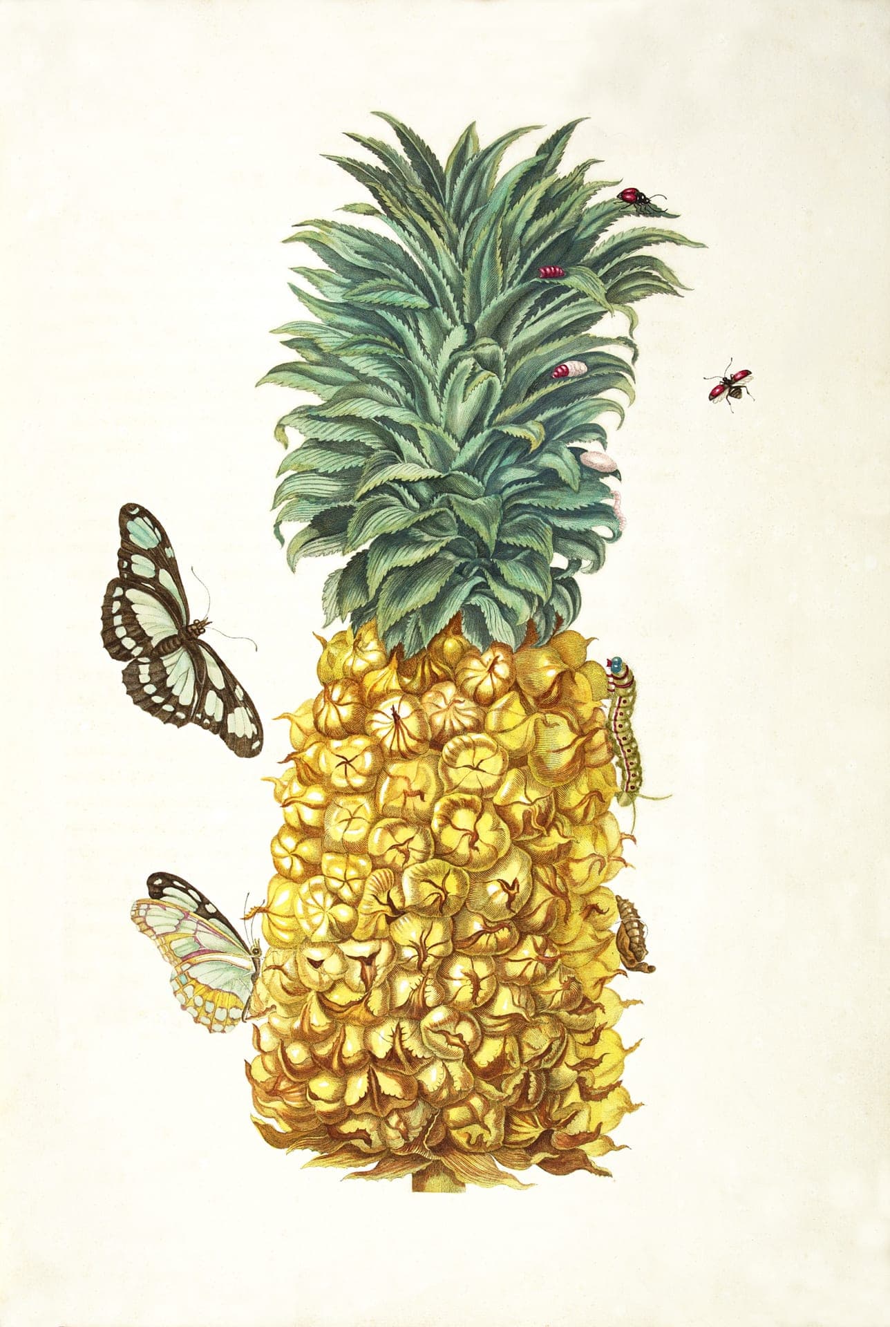 Plansza druga z Metamorphosis insectorum Surinamensium Marii Sibylli Merian, 1705, rycina kolorowana — na pustym kremowym tle, bez pejzażu i bez cienia, stoi duży żółty ananas zwieńczony pękiem sztywnych, ząbkowanych liści. Po lewej dwa motyle o brązowych skrzydłach w jasne plamy, na owocu gąsienica i poczwarka, a po liściach chodzą czerwonobrunatne owady, jeden z nich w locie przy prawej krawędzi.